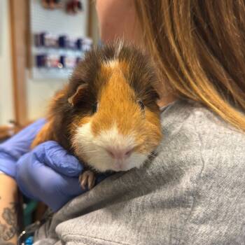 Rescue Guinea Pig Guinea Pigs for Adoption in Charlottesville, Virginia - Woody | PetCurious